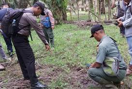 Tindaklanjuti Dugaan Ternak Dimangsa Harimau, BBKSDA Riau Terjunkan Tim ke Desa Lubuk Raja Pelalawan